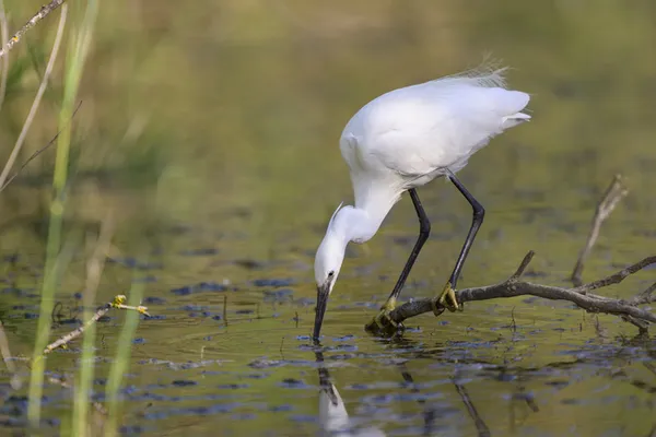 GRAIGNES-MESNIL-ANGOT/50 : Oiseaux nicheurs de la réserve naturelle de la Taute