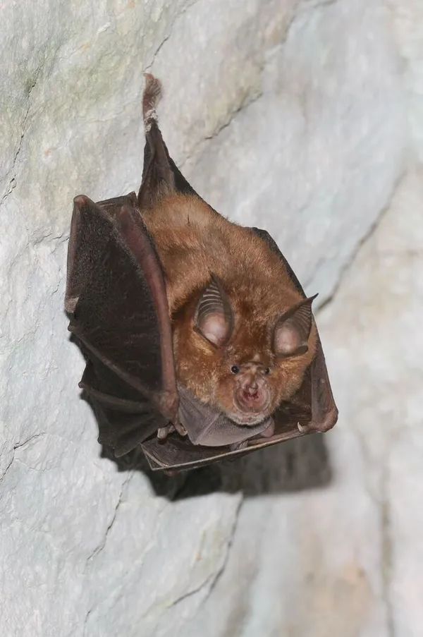 A la découverte des chauves-souris de St-léger-sur-Dheune