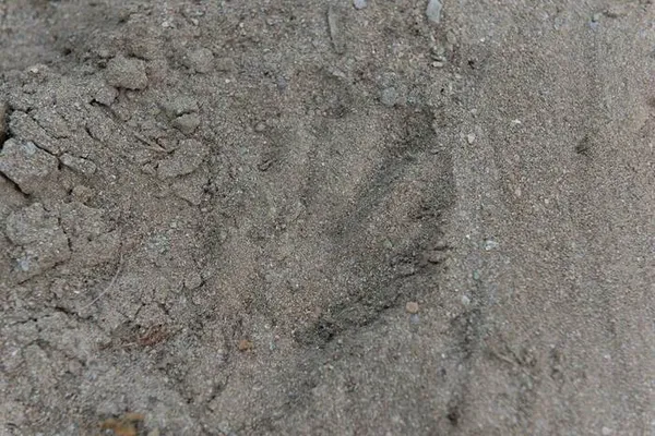Traces et empreintes