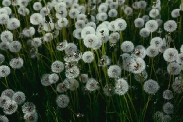 Les Rendez-vous aux Jardins... au cinéma !