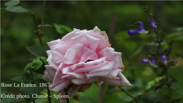 Visite guidée découverte du jardin