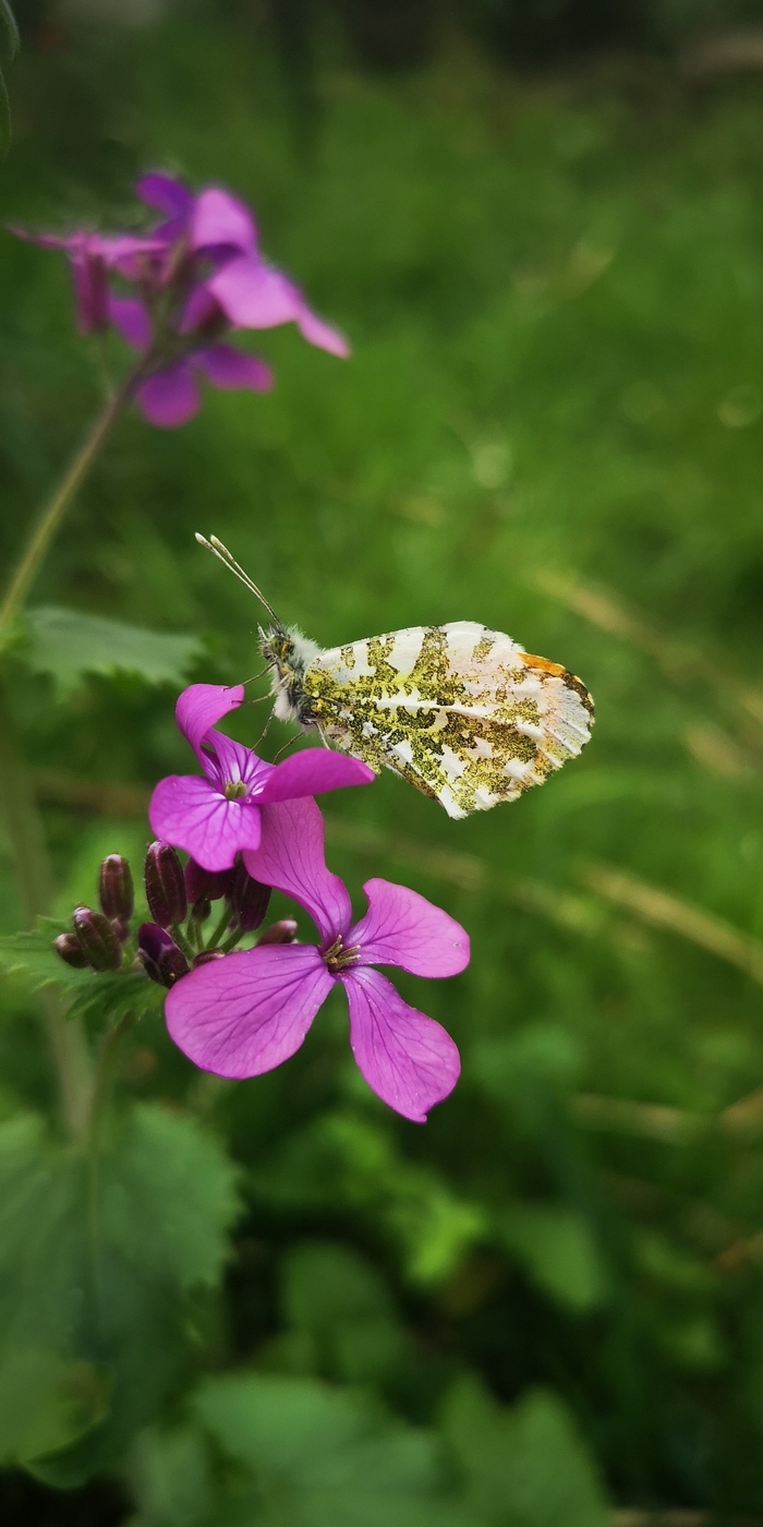 Biodiversité en forêt-jardin