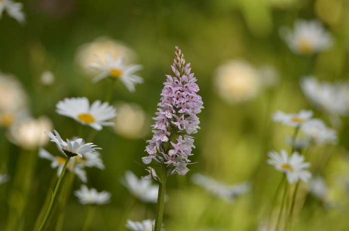 REPORTEE/Balade naturaliste : des plantes qui ont tout pour plaire
