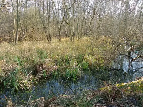 Les zones humides, indispensables pour les amphibiens