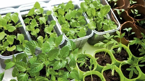 Troc aux plantes