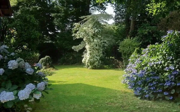Découverte de l'univers des acers