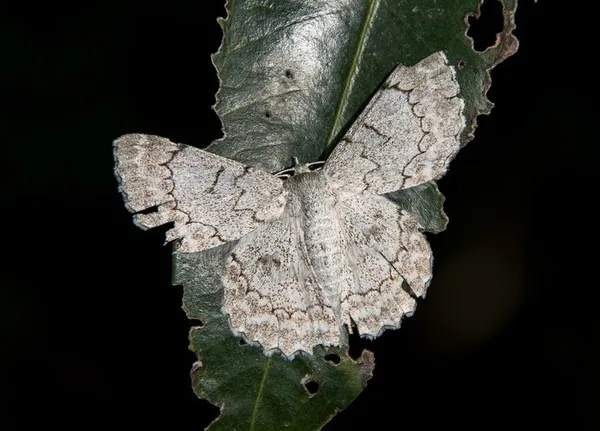 Soirée Insectes
