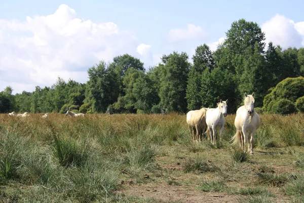 Visite guidée : la gestion écologique du marais du grand Hazé