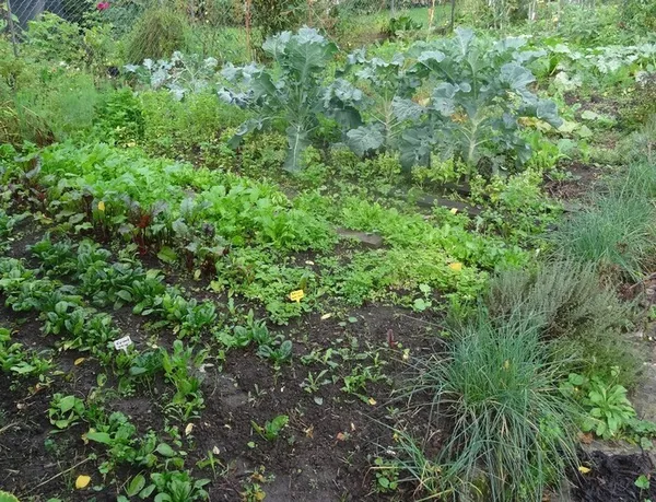 Semis des légumes d'hiver