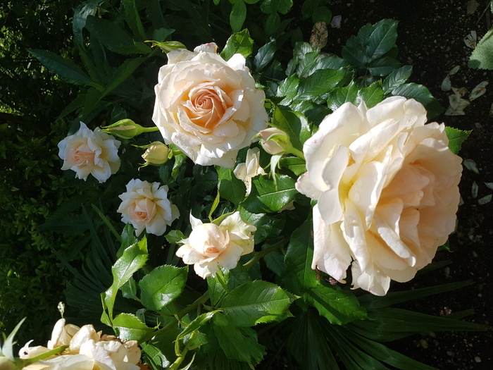 Un parcours fabuleux au sein du parc floral