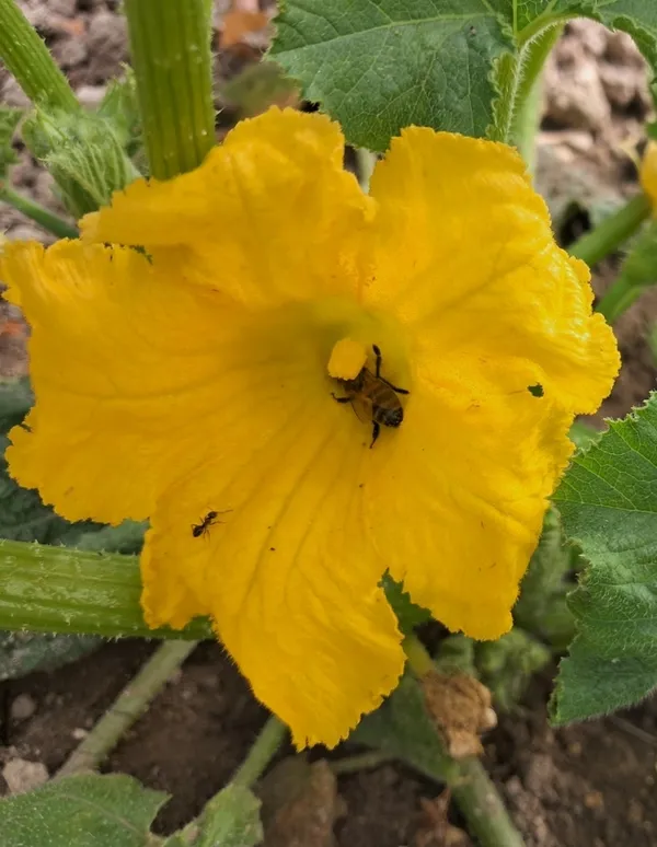 Découverte du jardin partagé des Cordeliers et animations