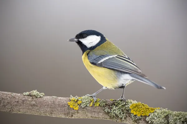 L'aube des oiseaux