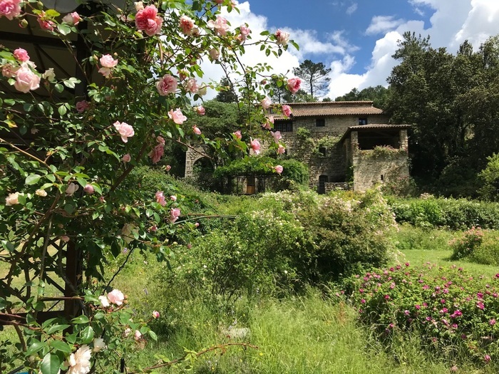 Jardin de roses au fond du vallon sauvage