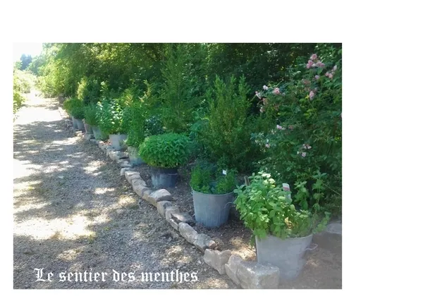 Découverte du jardin d'inspiration médiévale.
