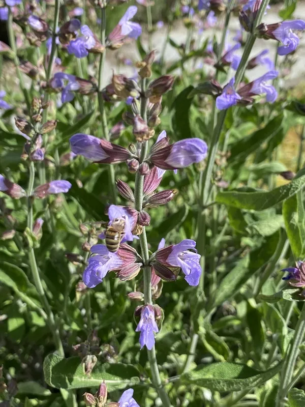 Visite du jardin expérimental de plantes officinales du Dr. Nicola