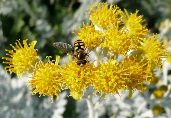 Du pollen plein les pattes... Insectes pollinisateurs du jardin Villemin