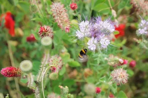 Repenser / transformer son jardin