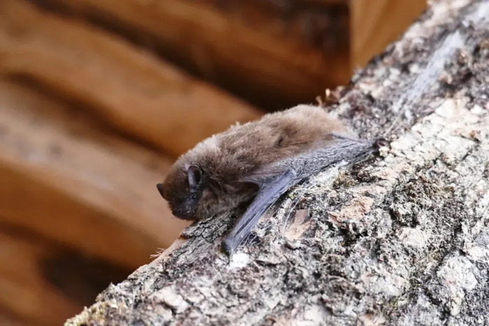 La tête en bas ! (Nuits de la chauve-souris)