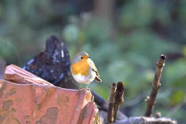 Observation des oiseaux du jardin