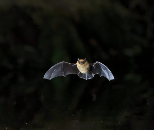 Fête de la chauve-souris