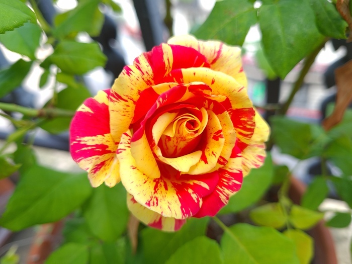 Secrets de fleurs
