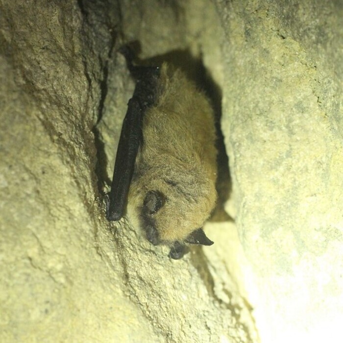 Les chauves-souris en hibernation