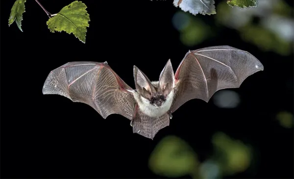 Nuit internationale de la chauve-souris - Balade au clair de lune