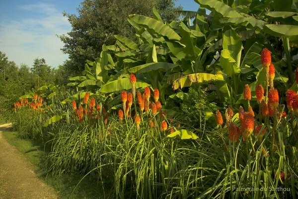 Visite du jardin exotique