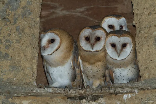 Souleuvre-en-Bocage/14 : Mystérieuses chouettes