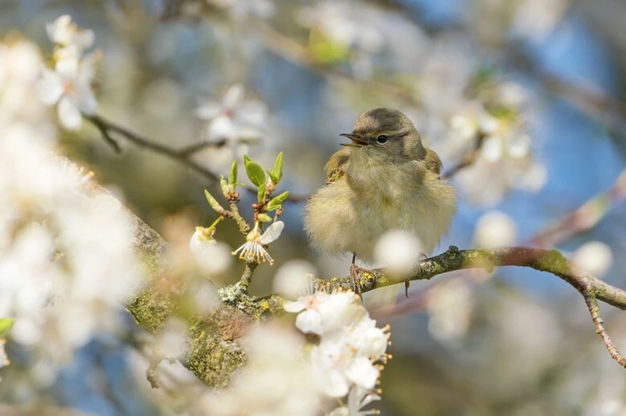 L'aube des oiseaux