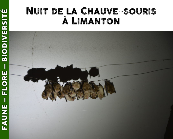 MORVAN - Nuit de la Chauve-souris à Limanton