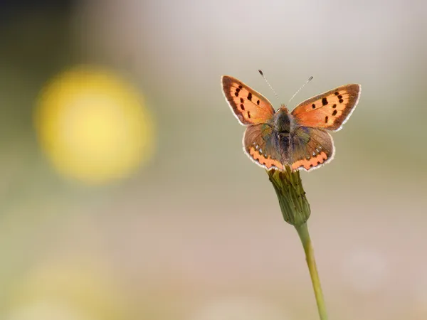 Balade naturaliste : initiation à la photographie naturaliste
