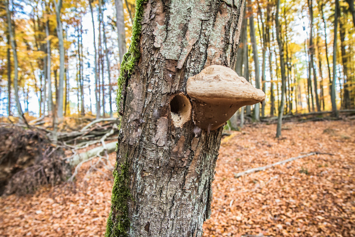 Le bois mort, un monde vivant