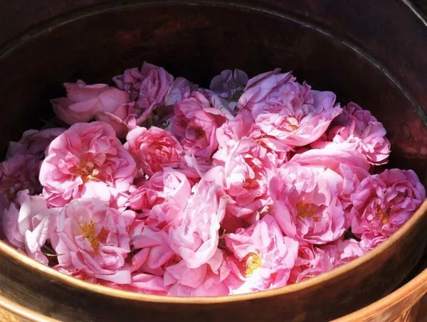 Distillation de roses centifolia fraîches.