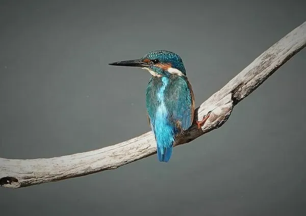 Le Comportement Amoureux des Oiseaux au Printemps
