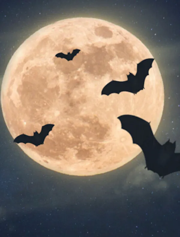 Nuit de la Chauve-souris au Château de Crévecoeur-en-Auge