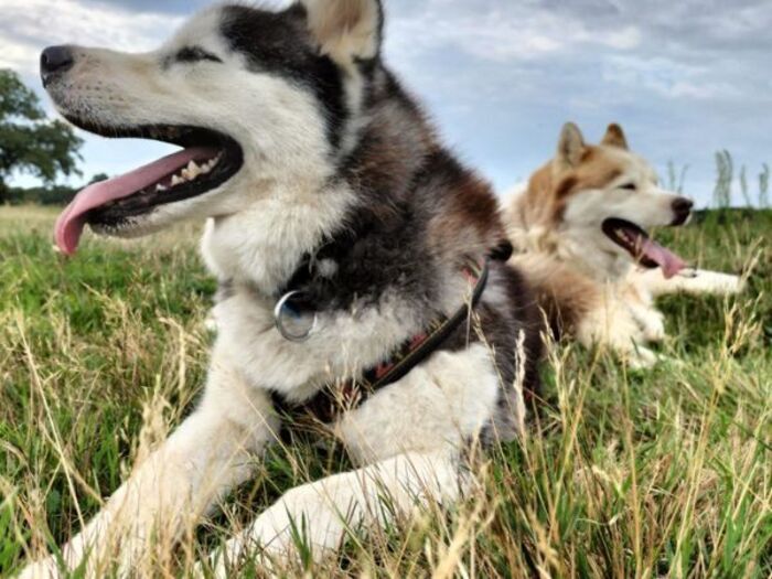 CANI-MARCHE AVEC DES HUSKY