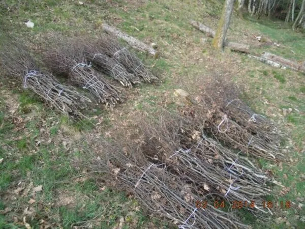 Jardinons ! Atelier "Valoriser les branchages issus de la taille"