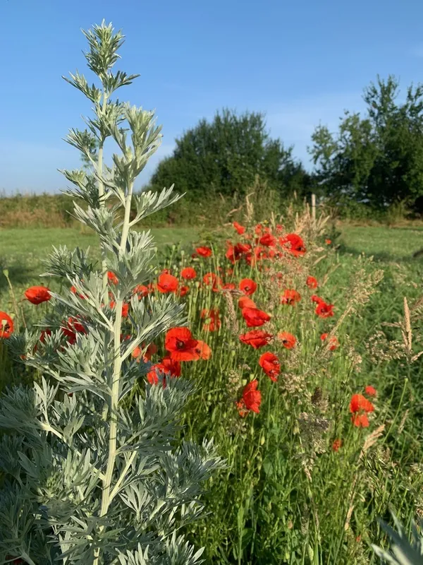 Visite sensorielle chez Plantes & Parenthèses
