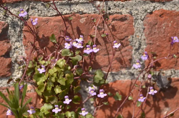 Balade naturaliste : flore sauvage de nos rues ou street’art végétal