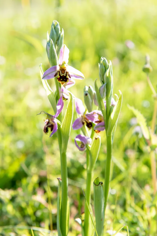 À la rencontre des orchidées des coteaux