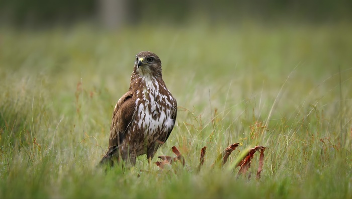 Découvrons les secrets des rapaces