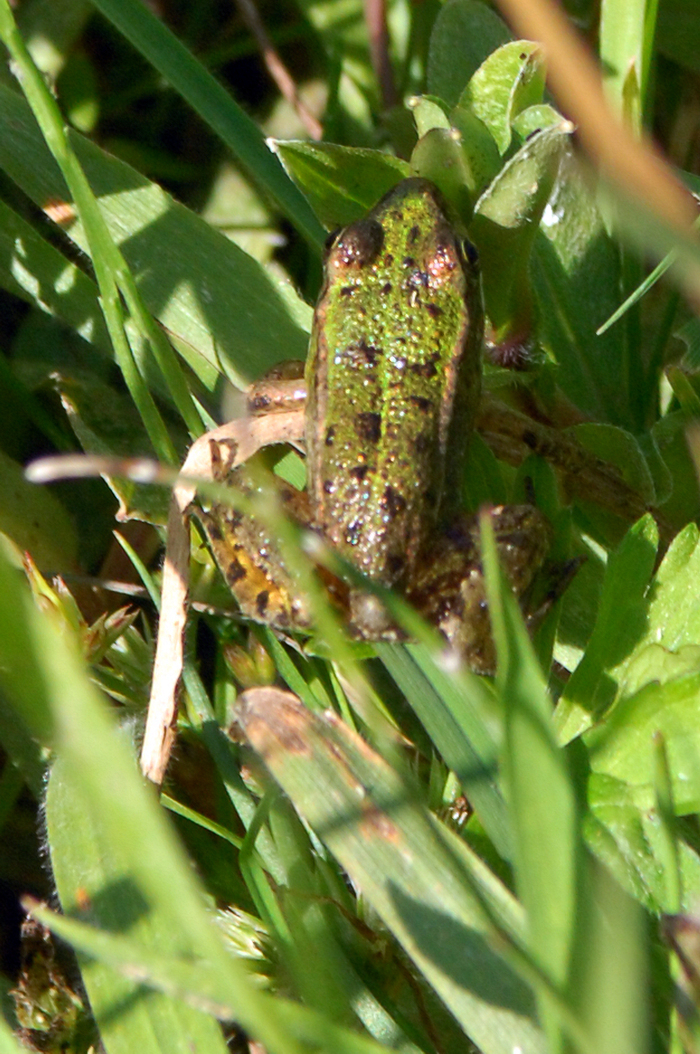 Balade naturaliste : le chant des grenouilles