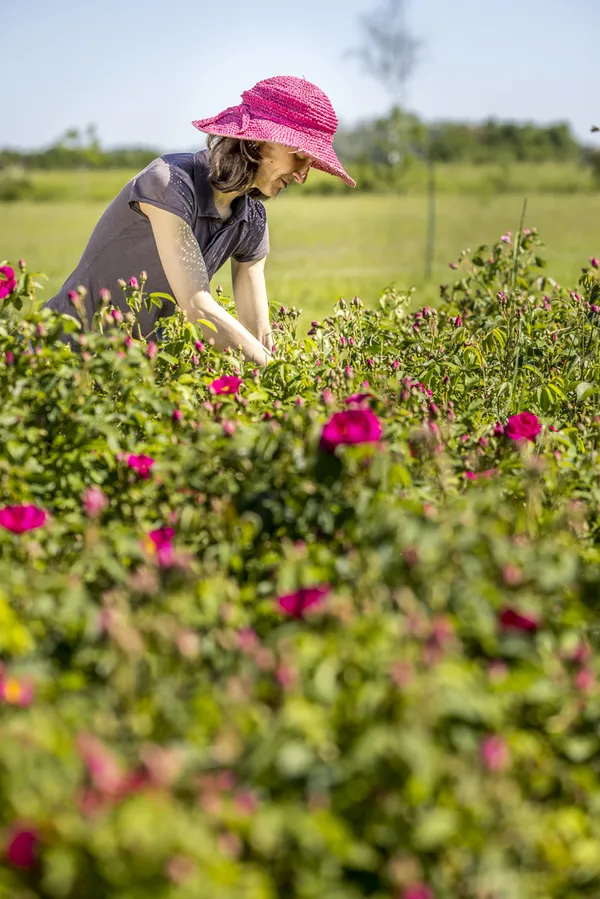 Suivez Claire dans le jardin, dans l'atelier des plantes.. au milieu des roses