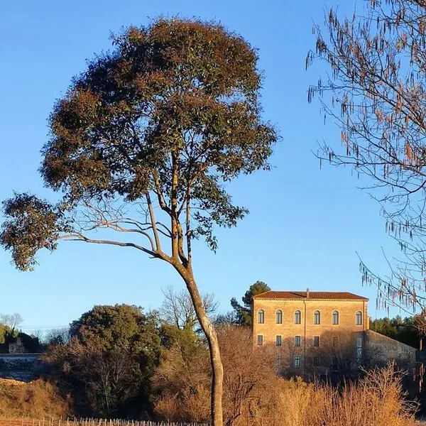 Les moulins de la Bastide Sainte Cecile des Arcs - Ecomusée de l'Olive