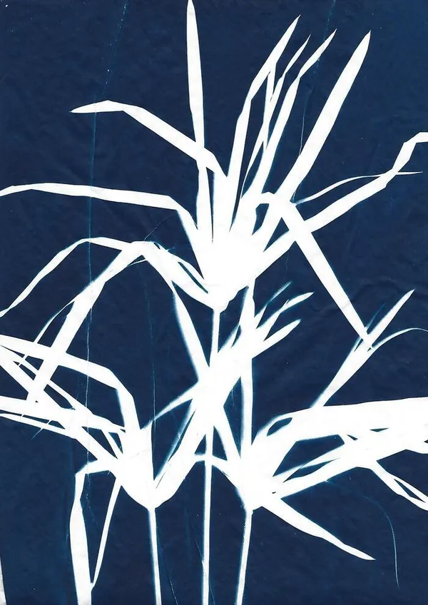Atelier initiation au cyanotype