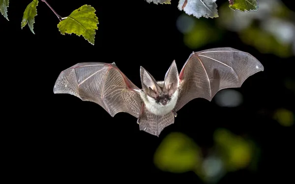 Nuit internationale de la chauve souris
