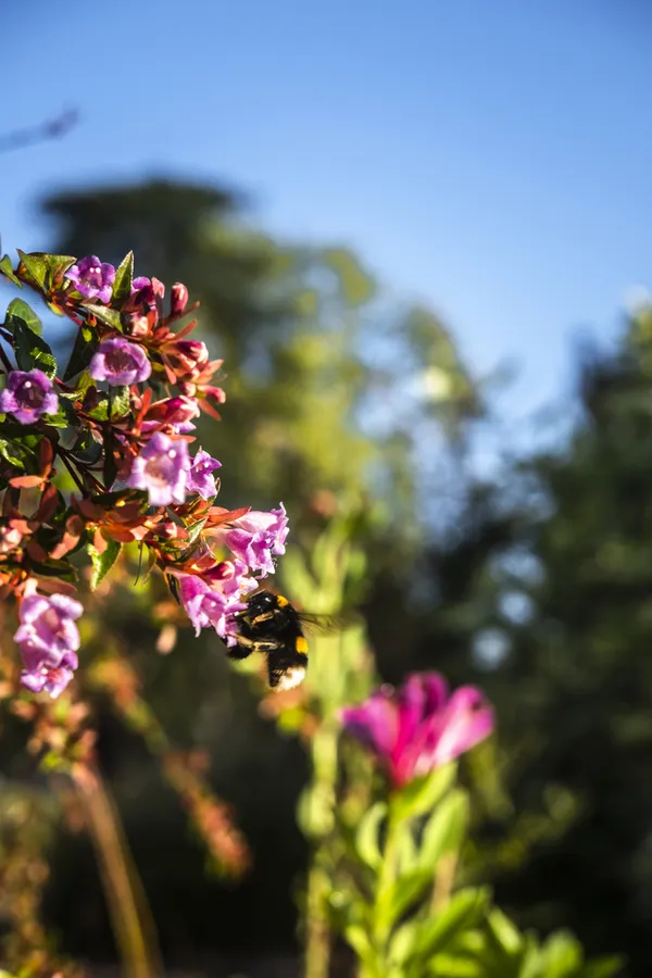 La vision des pollinisateurs
