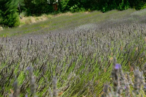 Atelier "Ces précieuses plantes méditerranéennes et médicinales"