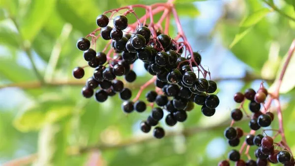 Jardinons ! Atelier "le sureau : recettes et vertus"